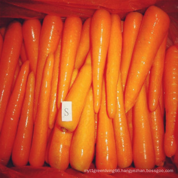 S/M Chinese Carrot Supplying From Shandong Zhifeng Foodstuffs